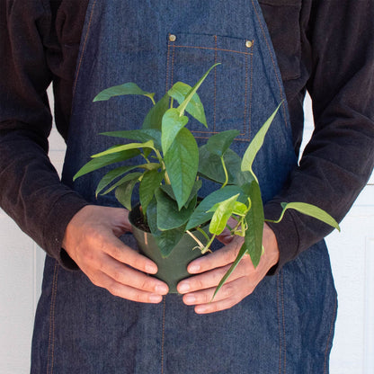 Pothos 'Cebu Blue'