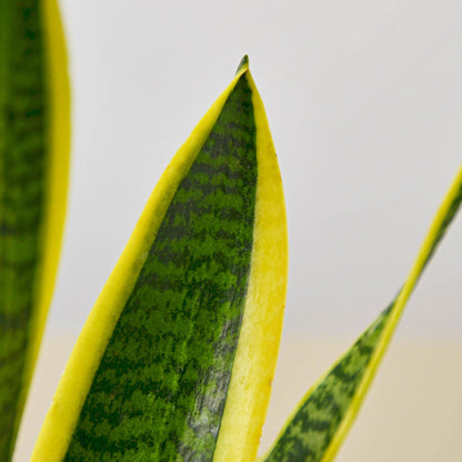 Snake Plant 'Laurentii'