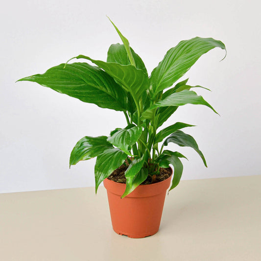 Spathiphyllum 'Peace Lily'