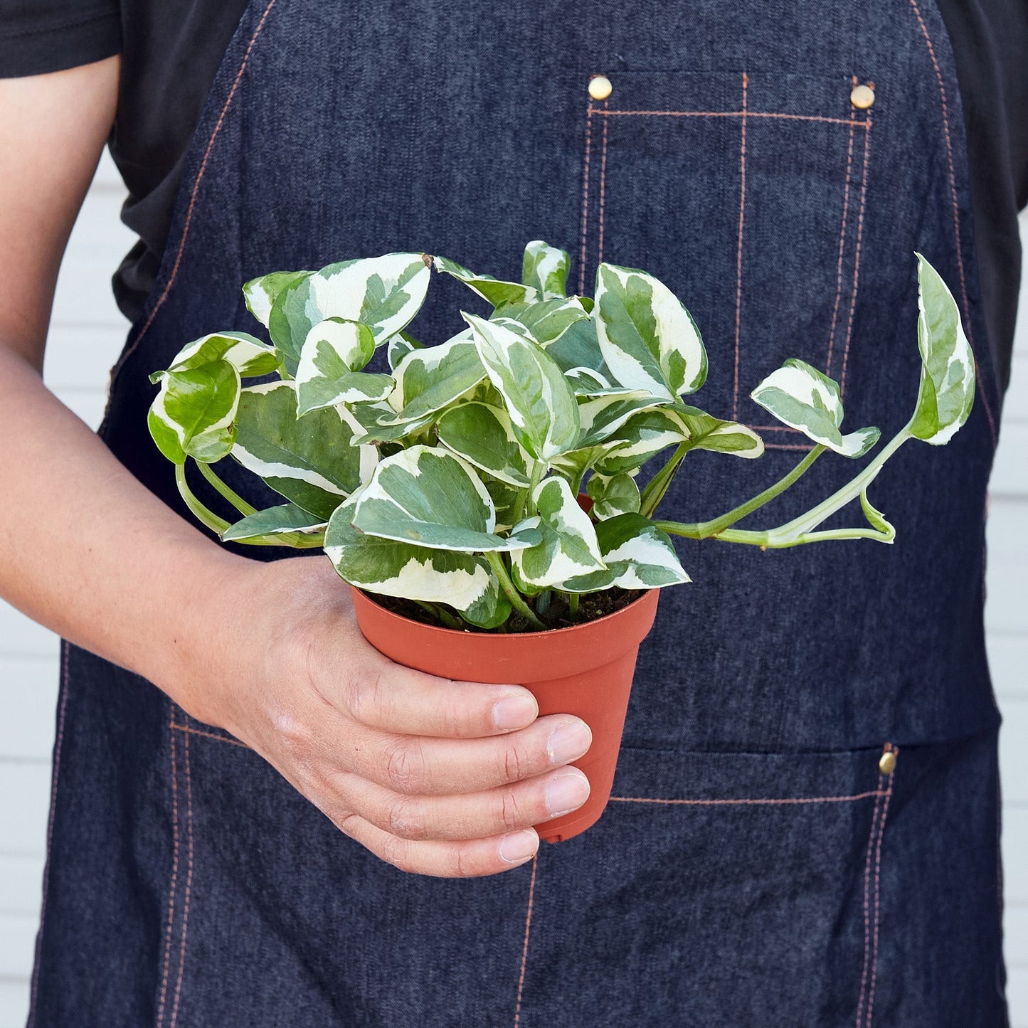 Pothos 'N'joy'