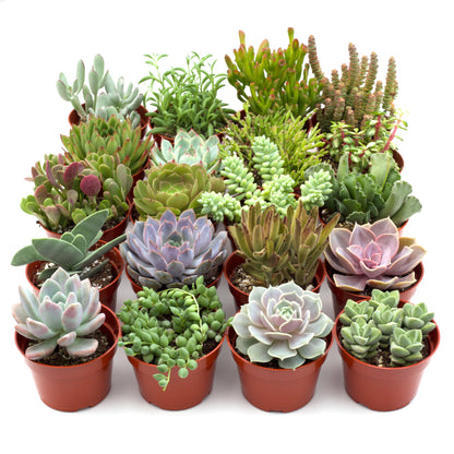 Assorted Succulent Variety