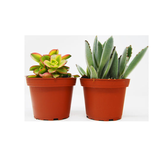 Succulent Variety Pack / 4" Pot / Live Home and Garden Plant