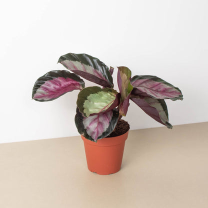 Calathea roseopicta 'Silvia'