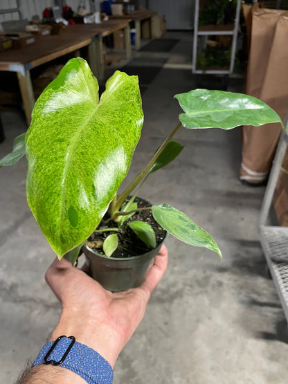 Philodendron 'Paraiso Verde'