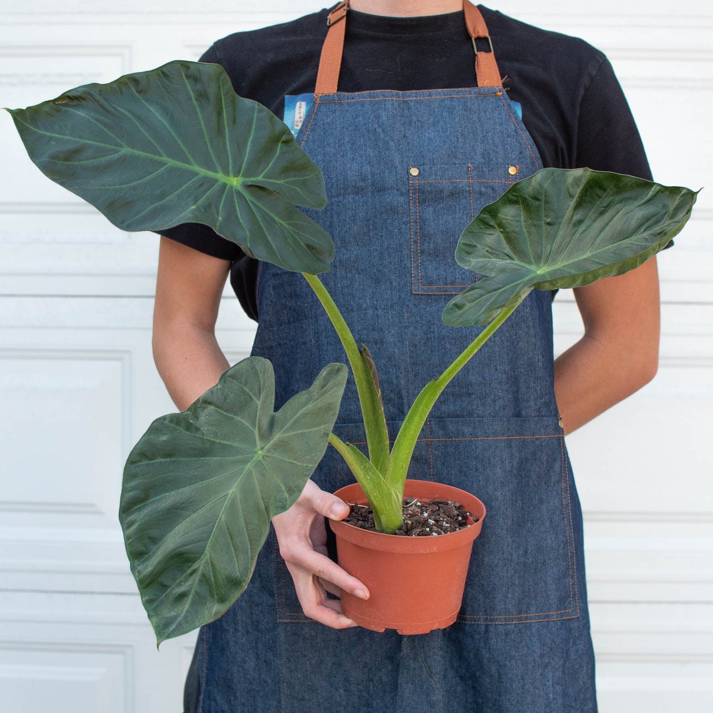 Alocasia 'Regal Shield'