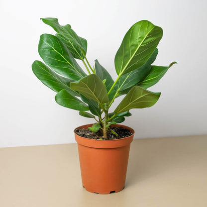 Ficus 'Audrey'