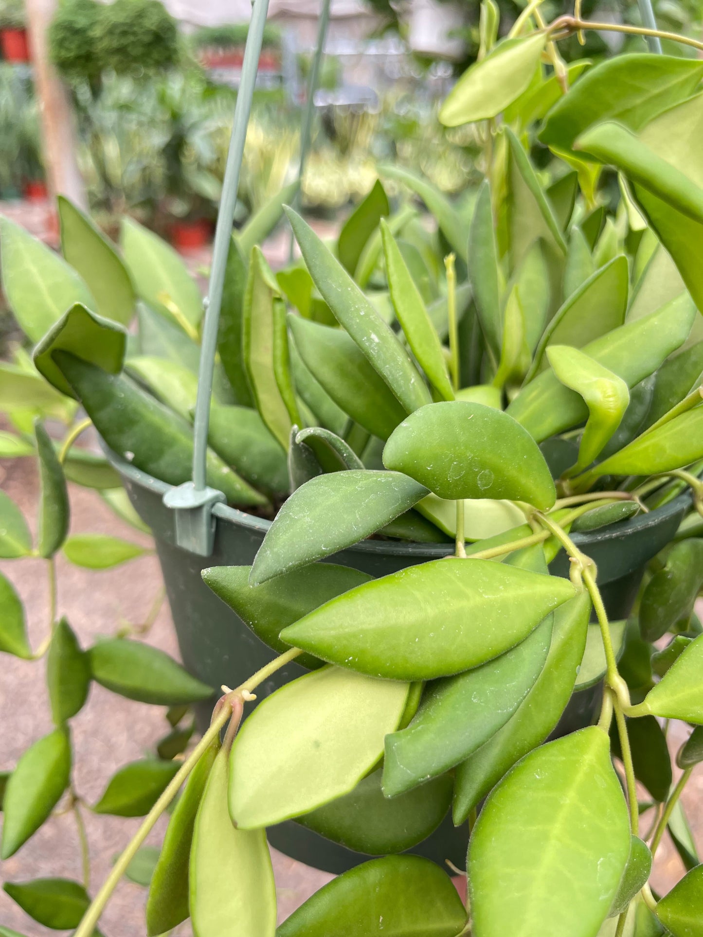 Hoya 'Burtoniae'