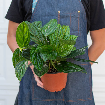 Monstera 'Peru'