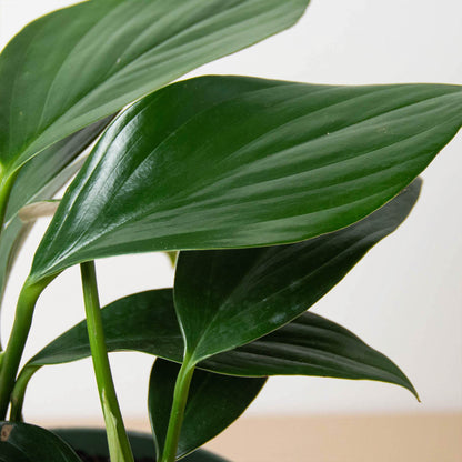 Philodendron 'Dragon Tail'