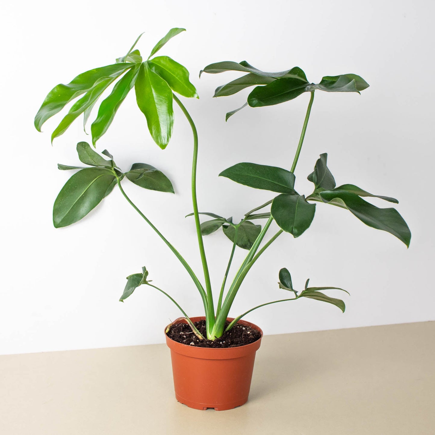 Philodendron 'Goeldii'