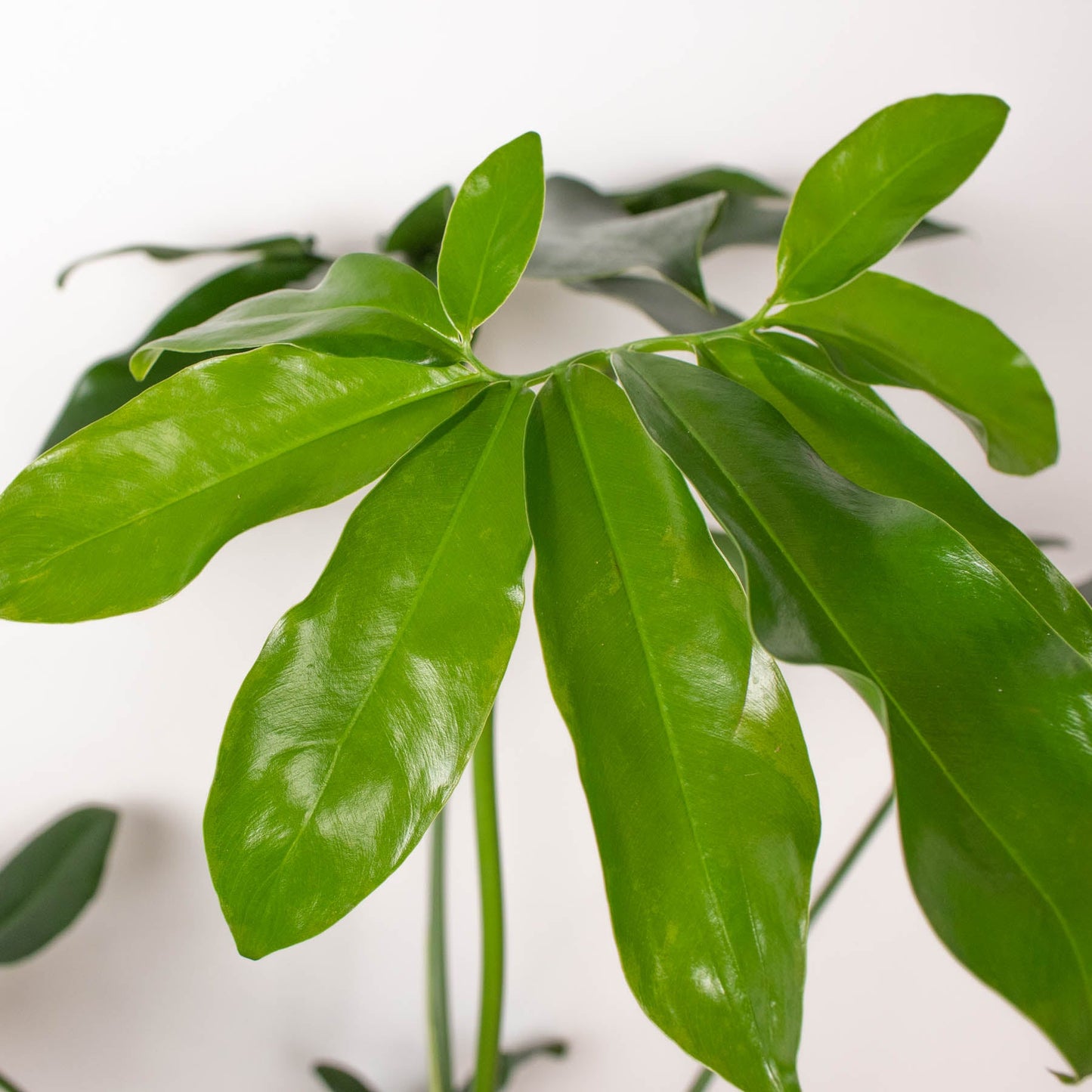 Philodendron 'Goeldii'