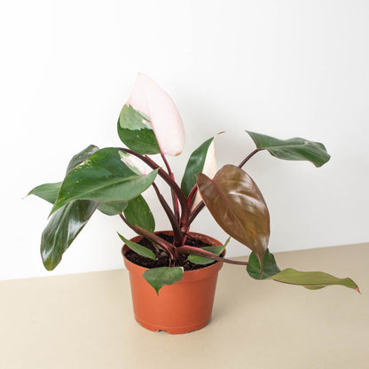 Philodendron 'Pink Princess'