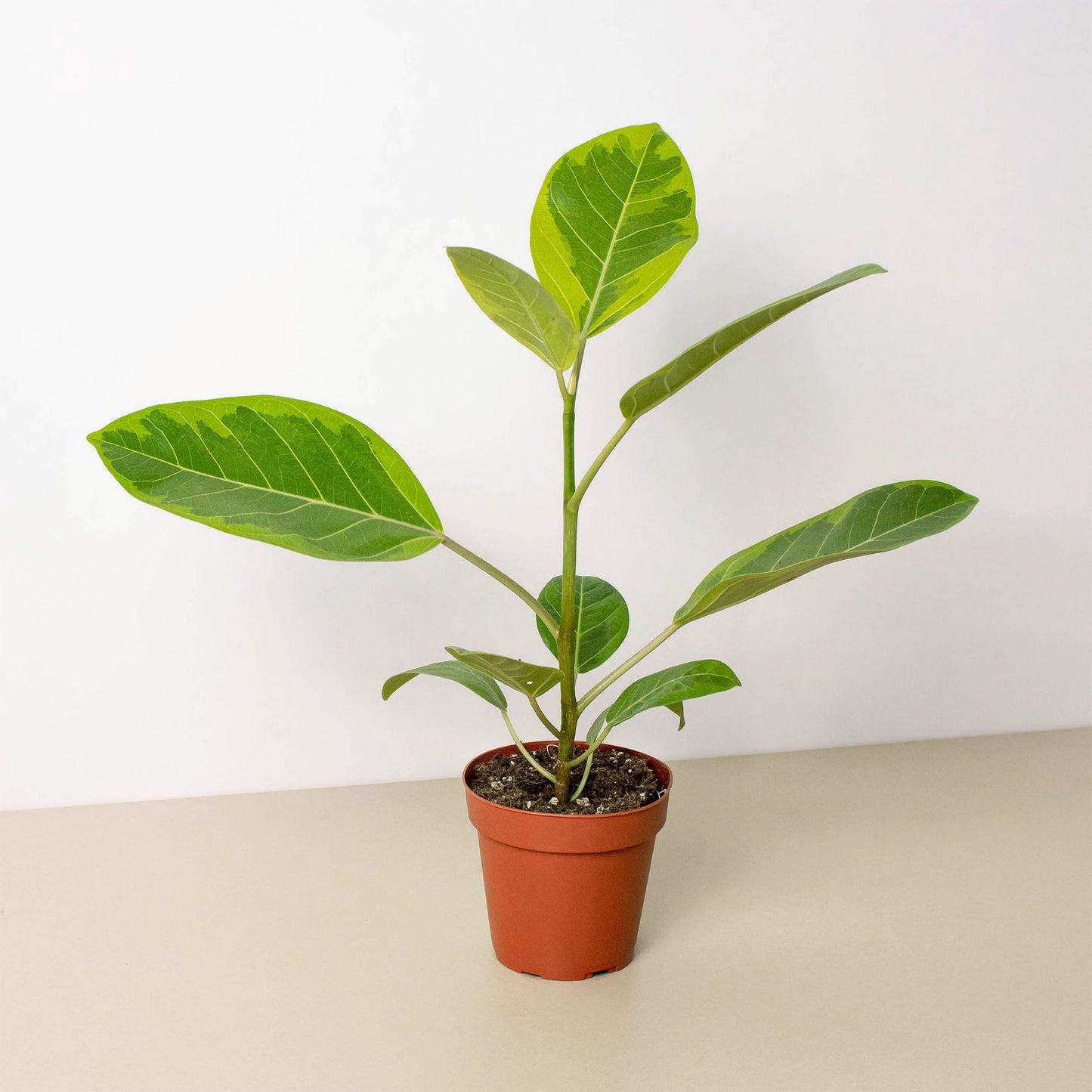 Ficus Altissima 'Yellow Gem'