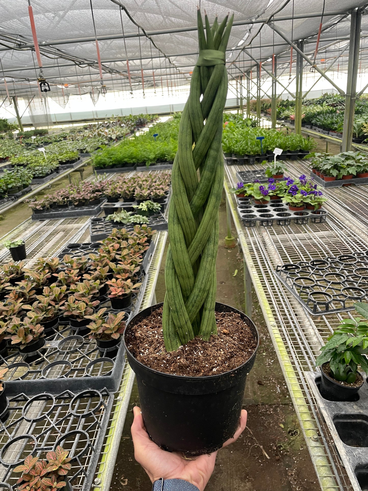 Snake Plant 'Braided'