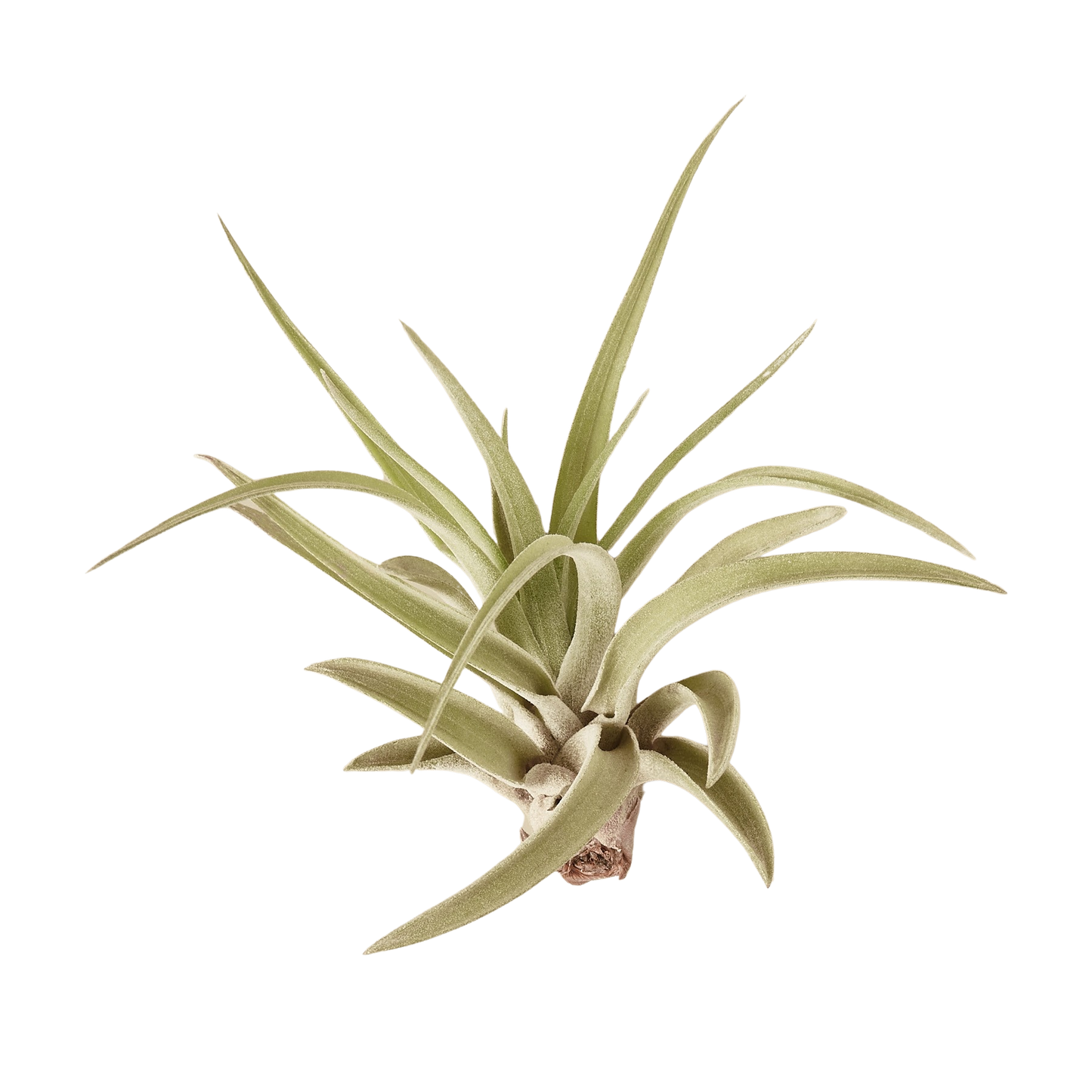 Veluntina Air Plants 10 Pack