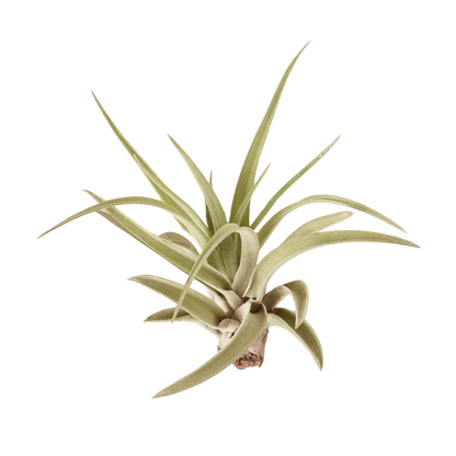 Veluntina Air Plants 10 Pack