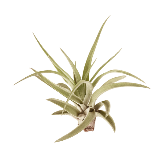 Veluntina Air Plants 10 Pack