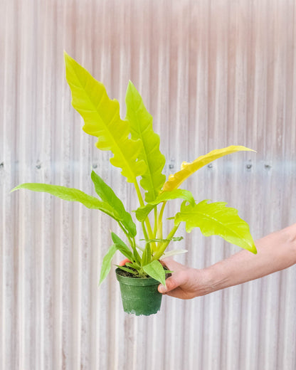 Philodendron 'Golden Ring of Fire'