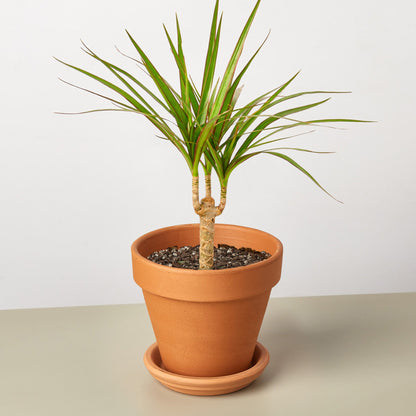 Dracaena 'Marginata Cane'