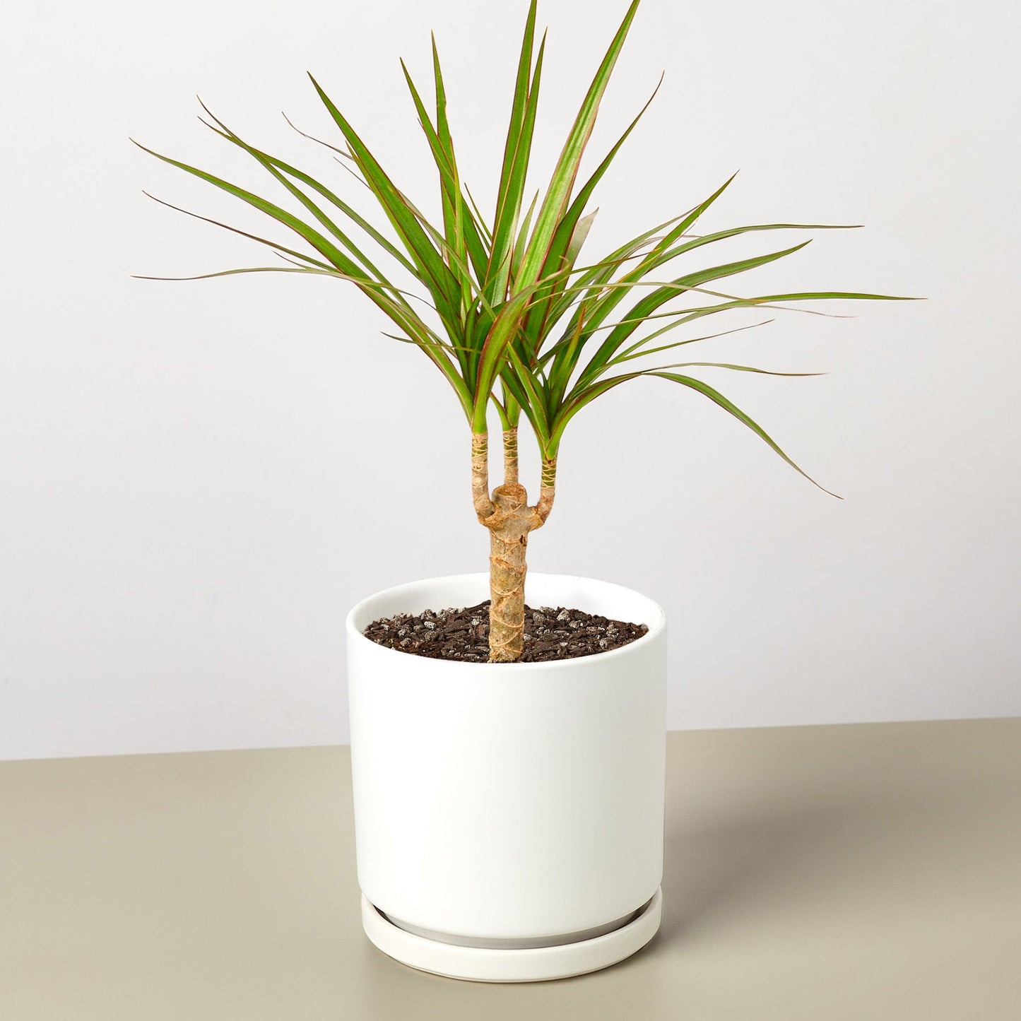 Dracaena 'Marginata Cane'