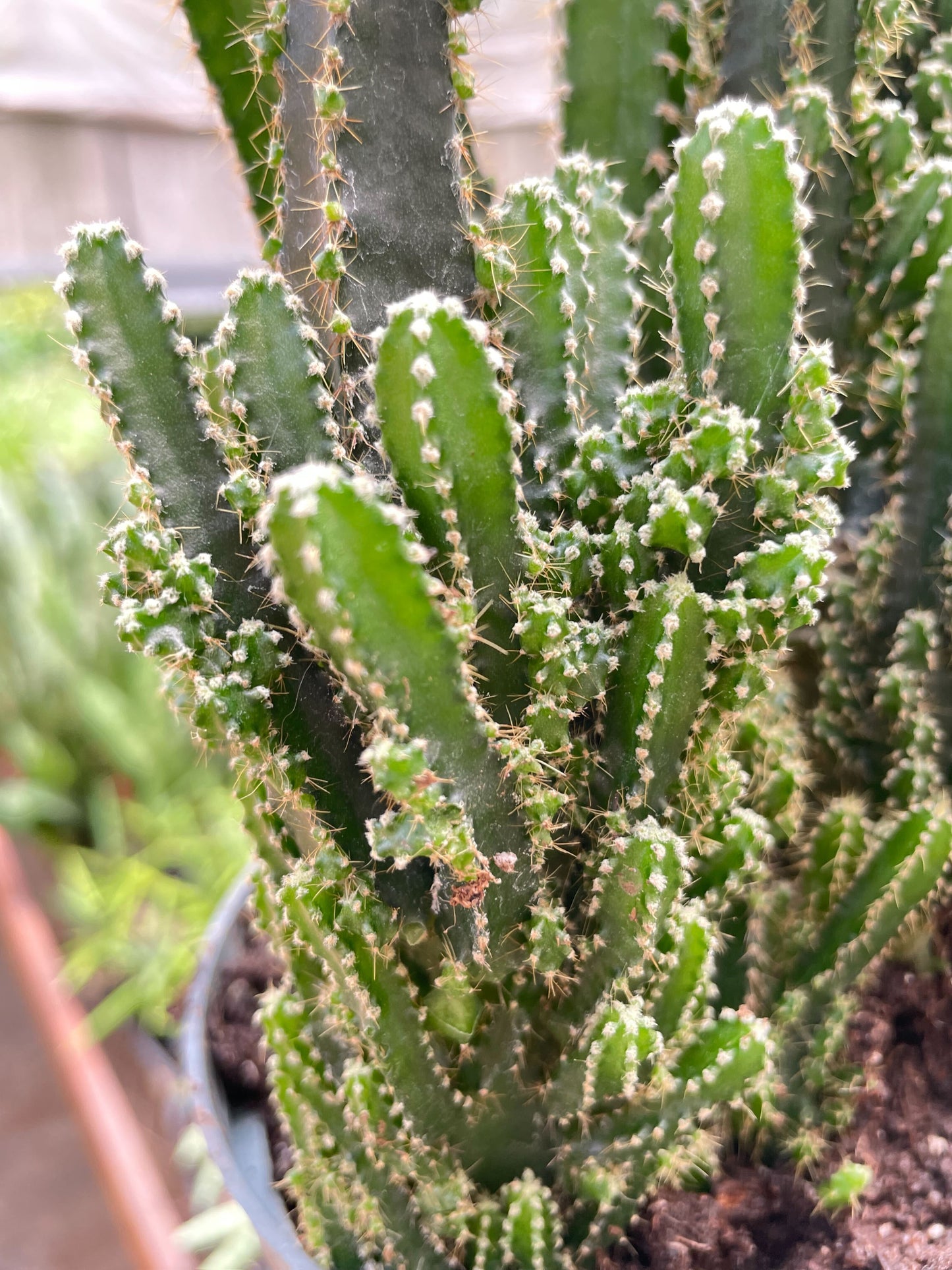 Fairy Castle Cactus