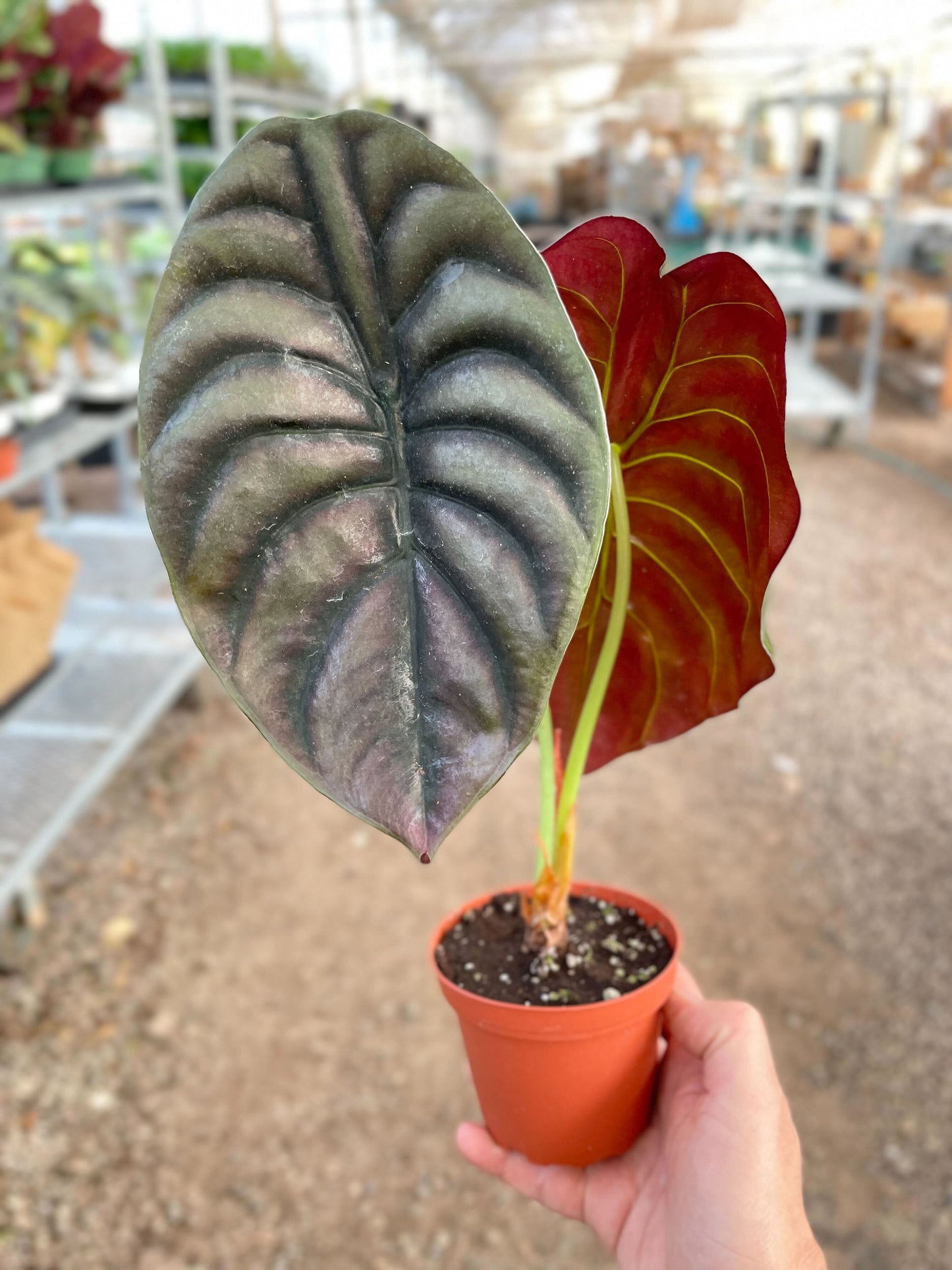 Alocasia 'Red Secret'