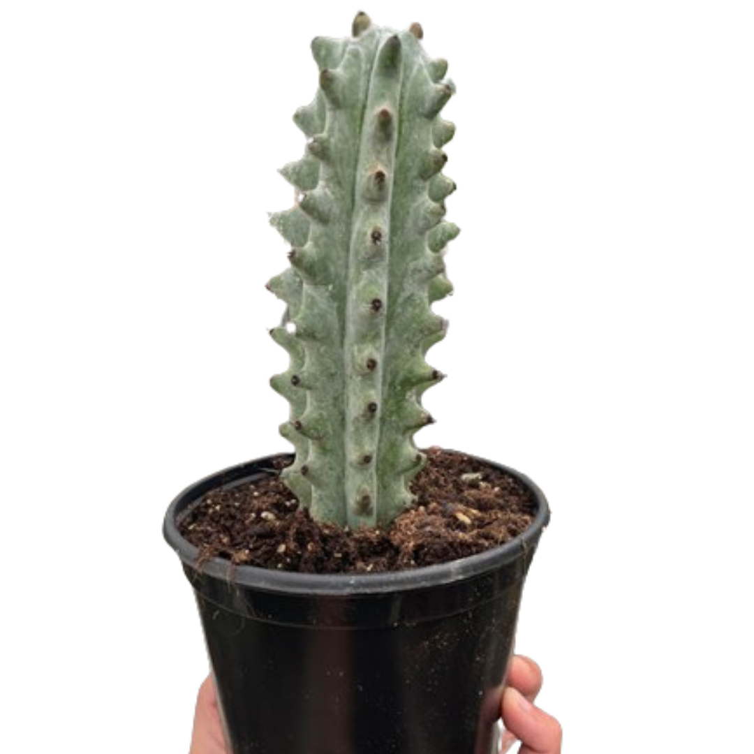 Cactus Succulent - Ghost White Boobie