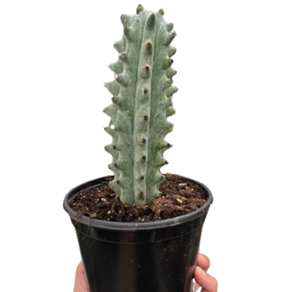 Cactus Succulent - Ghost White Boobie