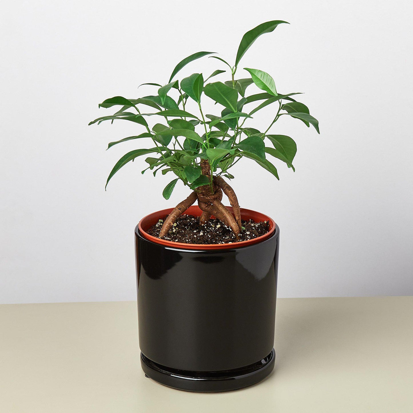 Cylinder Planter