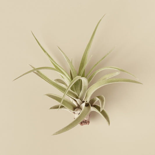 Veluntina Air Plants 10 Pack