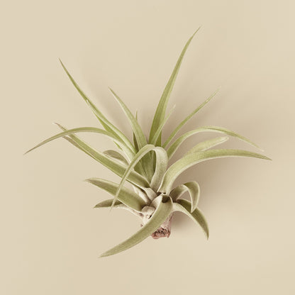 Veluntina Air Plants 10 Pack