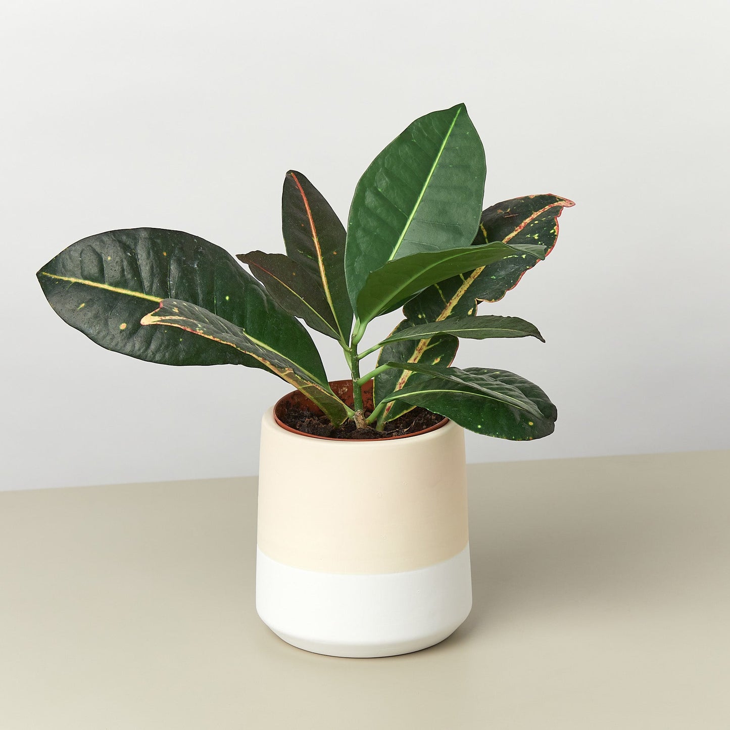 Gradient Cylinder Pot - 5 Inch