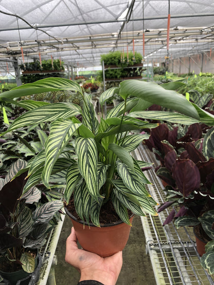 Calathea 'Vittata'