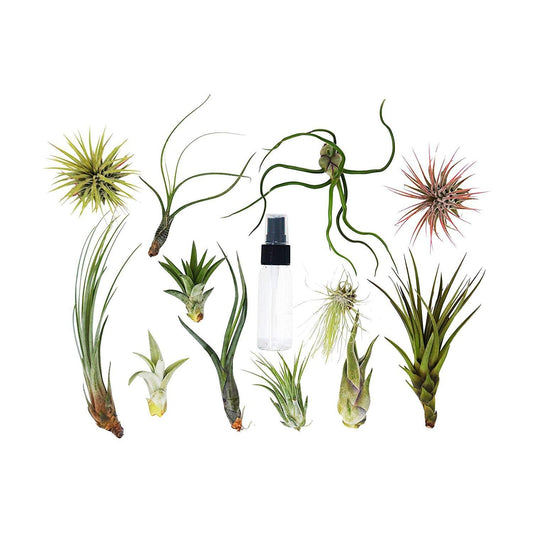 Bulk 20 Air Plant Assortment w/ Spray Bottle (12 Different Plants)